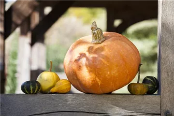 Kürbisernte Kürbisernte