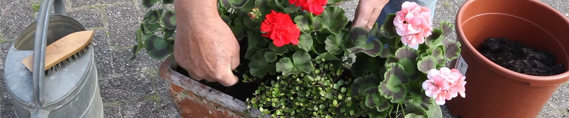 Balkonkasten - Bepflanzen mit mehreren Blumen (Anleitung - 4) Balkonkasten - Bepflanzen mit mehreren Blumen (Anleitung - 4)