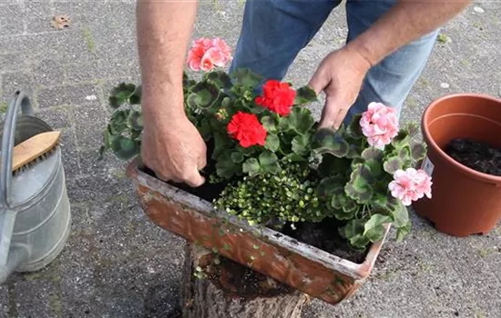 Anhaltende Schönheit: den Balkonkasten dauerhaft begrünen Anhaltende Schönheit: den Balkonkasten dauerhaft begrünen