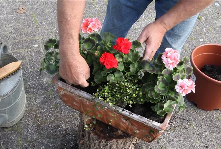 Balkonkasten - Bepflanzen mit mehreren Blumen (Anleitung - 4) Balkonkasten - Bepflanzen mit mehreren Blumen (Anleitung - 4)