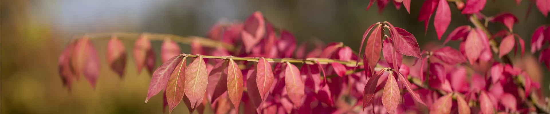 Euonymus alatus Euonymus alatus