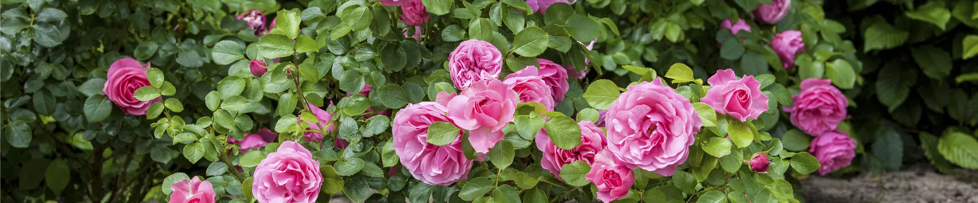 Rosa, rosa Rosa, rosa