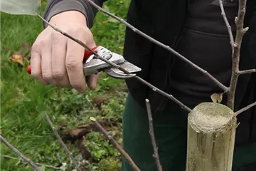 Obstbaumschnitt im Winter Obstbaumschnitt im Winter