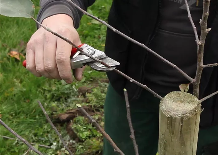 Schnittkurs für Obstbäume