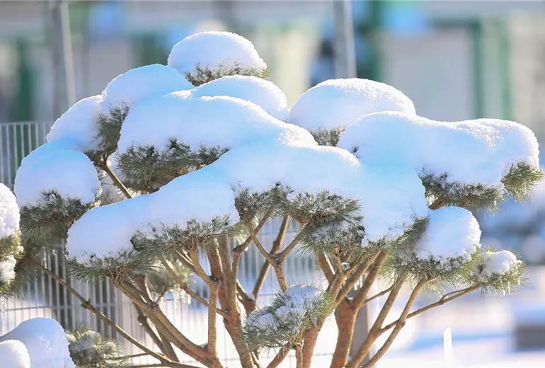 Helianthus annuus Helianthus annuus