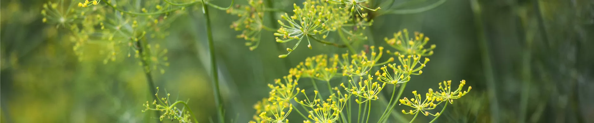 Anethum graveolens Anethum graveolens