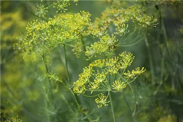 Kräuter im Garten