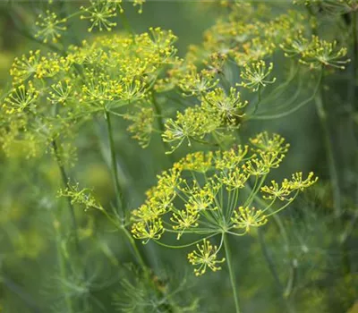 Dill: frische Kräuter im Garten selbst säen Dill: frische Kräuter im Garten selbst säen