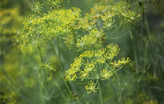 Dill: frische Kräuter im Garten selbst säen Dill: frische Kräuter im Garten selbst säen
