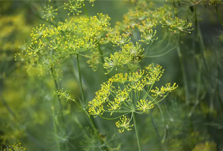 Anethum graveolens